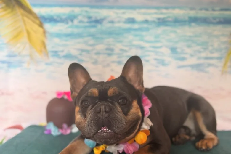 French Bulldog