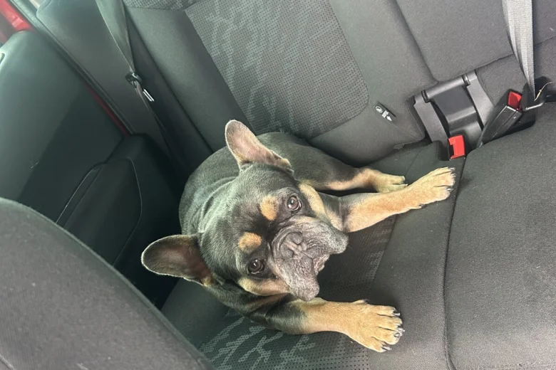 French Bulldog