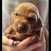 Hungarian Vizsla - Both