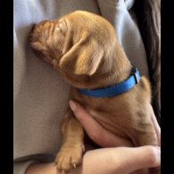 Hungarian Vizsla - Both