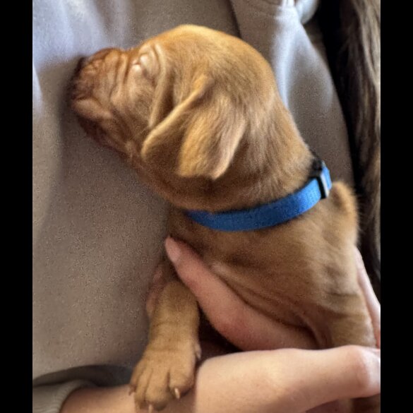 Hungarian Vizsla - Both