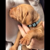 Hungarian Vizsla - Both