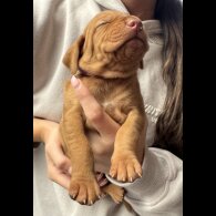 Hungarian Vizsla - Both