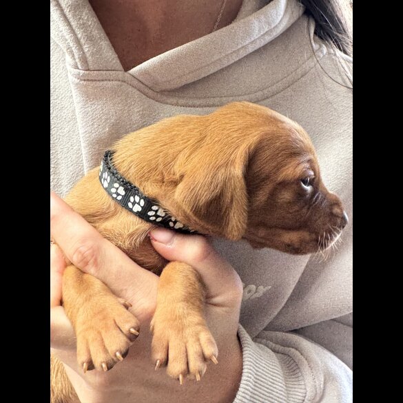 Hungarian Vizsla - Both