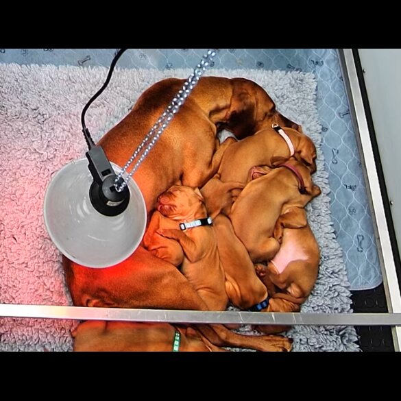 Hungarian Vizsla - Both