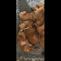 Hungarian Vizsla - Both
