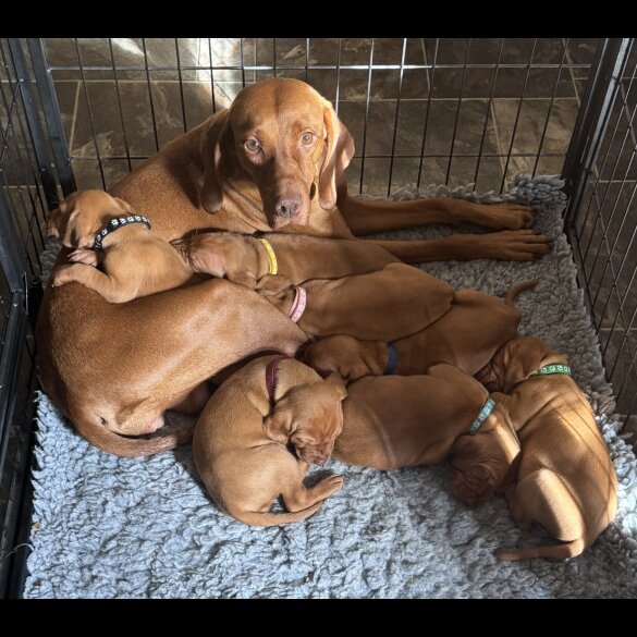 Hungarian Vizsla - Both