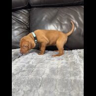 Hungarian Vizsla - Both