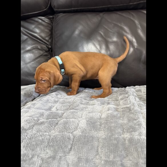 Hungarian Vizsla - Both