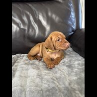 Hungarian Vizsla - Both