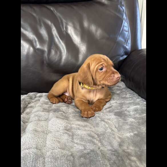 Hungarian Vizsla - Both