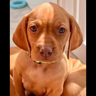 Hungarian Vizsla - Both