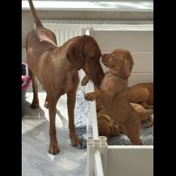 Hungarian Vizsla - Both