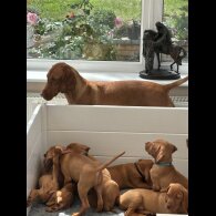 Hungarian Vizsla - Both