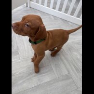 Hungarian Vizsla - Both