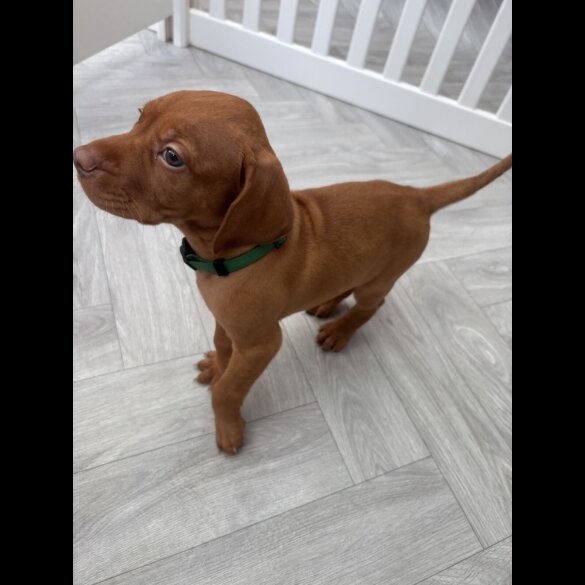 Hungarian Vizsla - Both