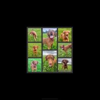 Hungarian Vizsla - Both