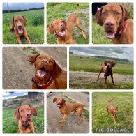 Hungarian Vizsla - Both