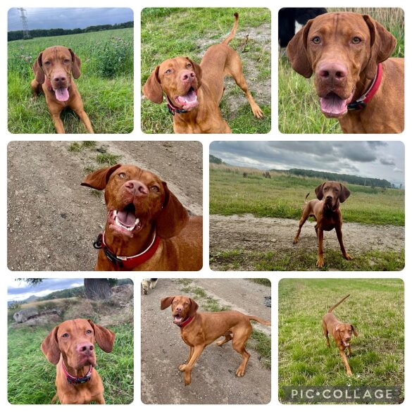 Hungarian Vizsla - Both