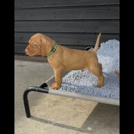 Hungarian Vizsla - Both