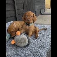 Hungarian Vizsla - Both