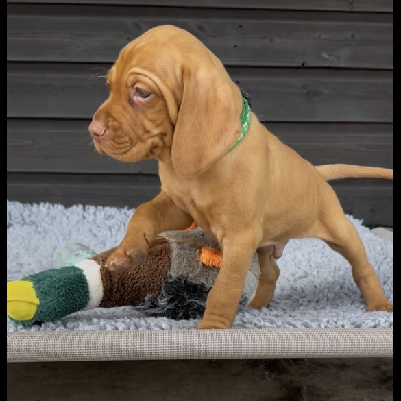 Hungarian Vizsla - Both