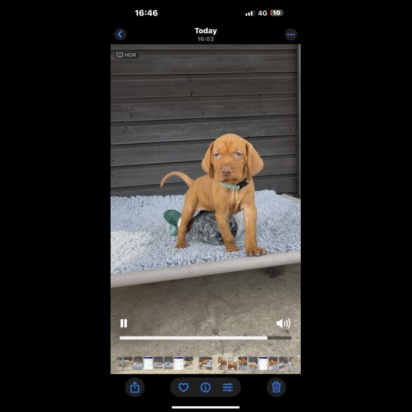 Hungarian Vizsla - Both