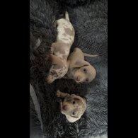 Dachshund (Smooth Haired) - Both