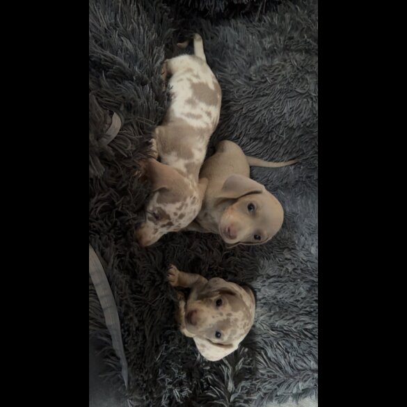 Dachshund (Smooth Haired) - Both