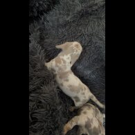 Dachshund (Smooth Haired) - Both