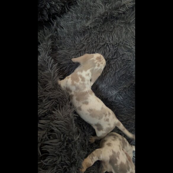 Dachshund (Smooth Haired) - Both