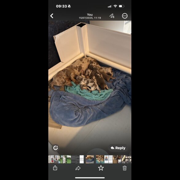 Dachshund (Smooth Haired) - Both