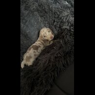 Dachshund (Smooth Haired) - Both