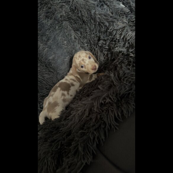 Dachshund (Smooth Haired) - Both