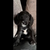 Cocker Spaniel (Show) - Both
