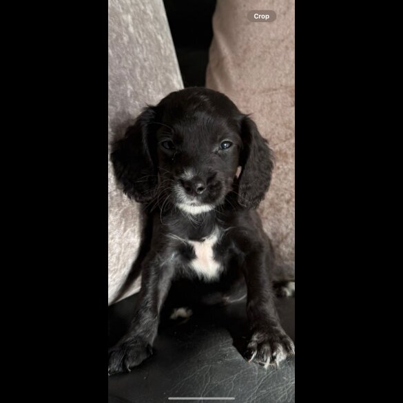 Cocker Spaniel (Show) - Both