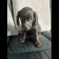 Cocker Spaniel (Show) - Both