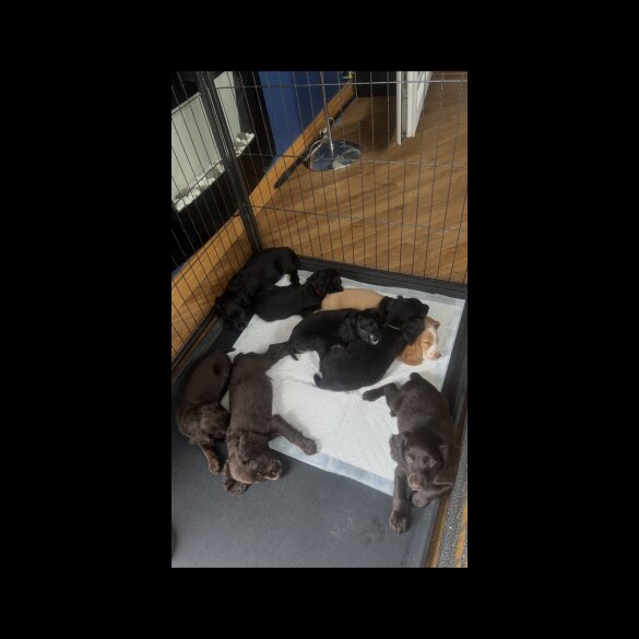 Cocker Spaniel (Show) - Both