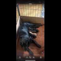 Cocker Spaniel (Show) - Both