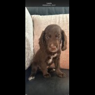 Cocker Spaniel (Show) - Both