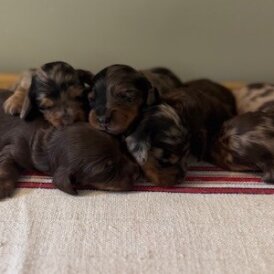 Dachshund (Smooth Haired) - Both