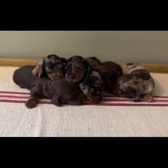 Dachshund (Smooth Haired) - Both