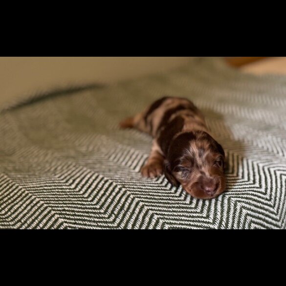 Dachshund (Smooth Haired) - Both