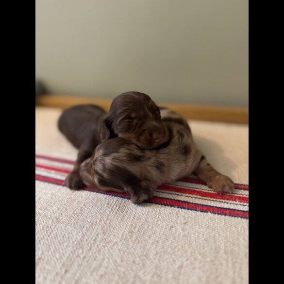 Dachshund (Smooth Haired) - Both