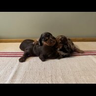Dachshund (Smooth Haired) - Both