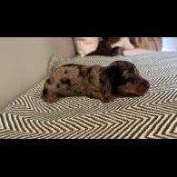 Dachshund (Smooth Haired) - Both