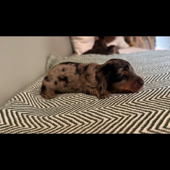 Dachshund (Smooth Haired) - Both
