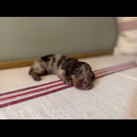 Dachshund (Smooth Haired) - Both