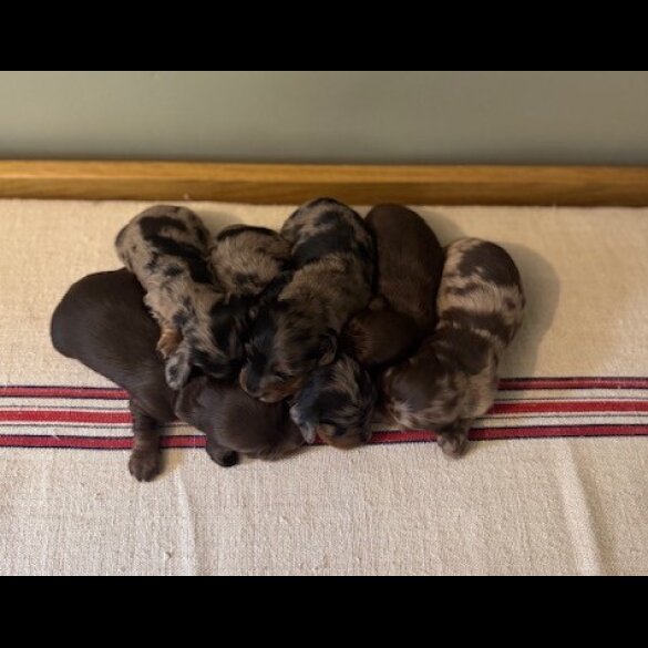 Dachshund (Smooth Haired) - Both