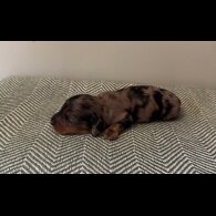 Dachshund (Smooth Haired) - Both
